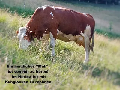Tiere in der Ferienwohnung oder in der Nähe