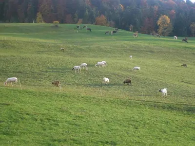 Tiere in der Ferienwohnung oder in der Nähe