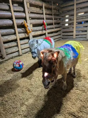 Tiere in der Ferienwohnung oder in der Nähe