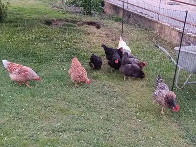Tiere in der Ferienwohnung oder in der Nähe