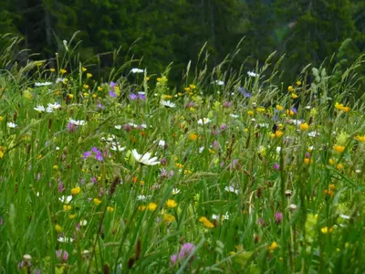 Ein Garten an der Unterkunft Alps Hoamat Ferienchalet