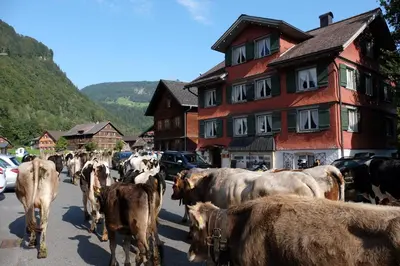 Tiere im Ferienhaus oder in der Nähe