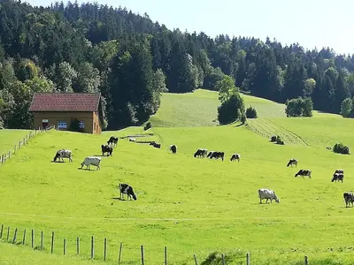 Tiere in der Ferienwohnung oder in der Nähe