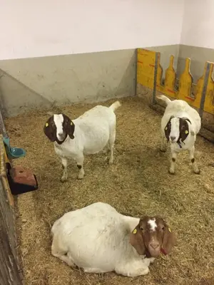 Tiere in der Ferienwohnung oder in der Nähe
