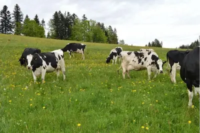 Tiere in der Ferienwohnung oder in der Nähe