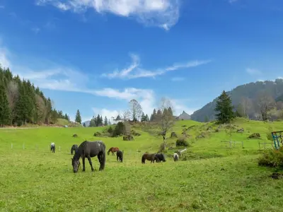 Tiere in der Ferienwohnung oder in der Nähe