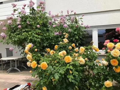Ein Garten an der Unterkunft Ferienwohnung Wolfurt