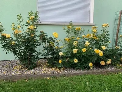 Ein Garten an der Unterkunft Residenz Antonius - Stilvolles Wohnen in der Bodenseeregion