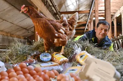 Tiere in der Ferienwohnung oder in der Nähe