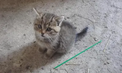 Haustiere von Gästen der Unterkunft Jausenstation Neuschwand