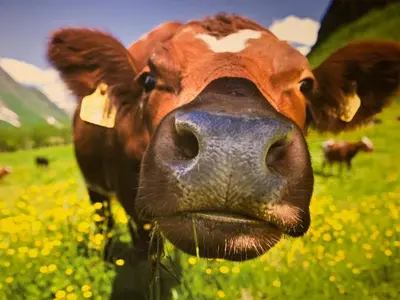 Tiere in der Ferienwohnung oder in der Nähe