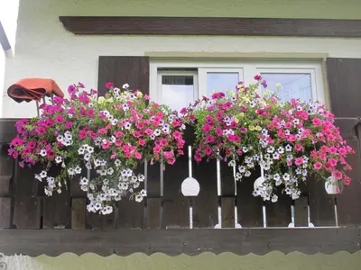 Ein Garten an der Unterkunft Gästehaus Marlies