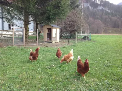 Tiere in der Ferienwohnung oder in der Nähe