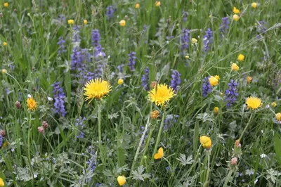 Ein Garten an der Unterkunft Naturparadies Silvia
