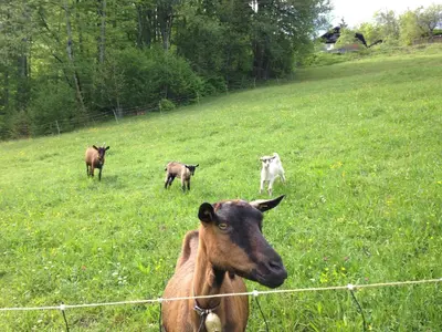 Tiere in der Ferienwohnung oder in der Nähe