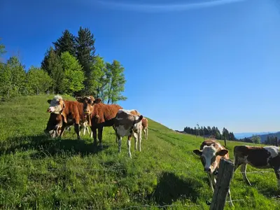 Tiere im Gasthaus oder in der Nähe