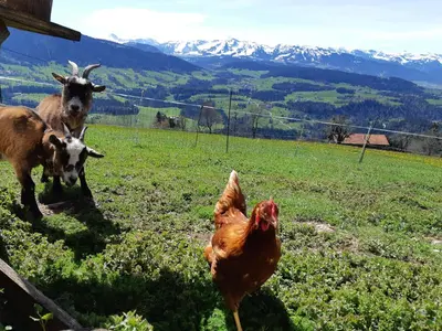 Tiere im Aparthotel oder in der Nähe