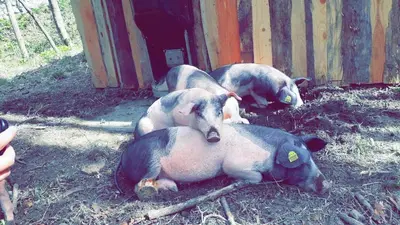 Tiere in der Ferienwohnung oder in der Nähe