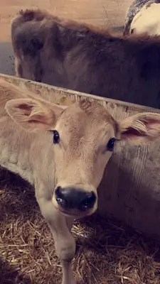 Tiere in der Ferienwohnung oder in der Nähe