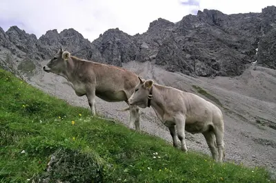 Tiere im Hotel oder in der Nähe