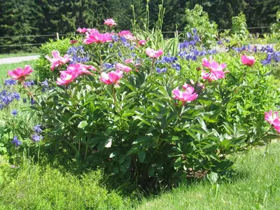 Ein Garten an der Unterkunft Hof Lässer