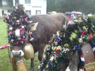 Tiere in diesem Bauernhof oder in der Nähe