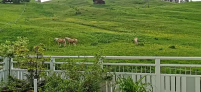 Tiere in der Ferienwohnung oder in der Nähe
