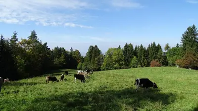 Tiere in der Ferienwohnung oder in der Nähe