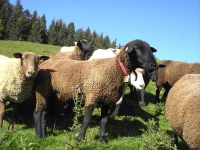 Tiere in diesem Bauernhof oder in der Nähe