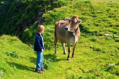 Tiere in diesem Bauernhof oder in der Nähe