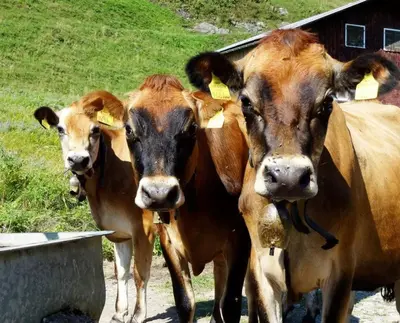 Tiere im Chalet oder in der Nähe