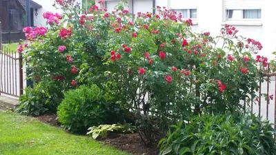 Ein Garten an der Unterkunft Ferienwohnung Lilly