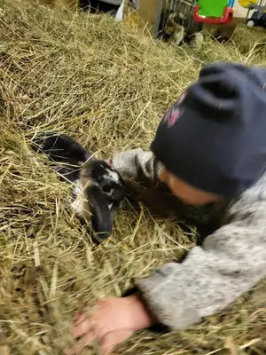 Tiere in der Ferienwohnung oder in der Nähe
