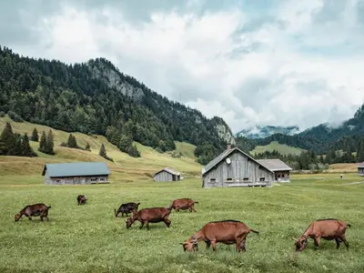 Tiere im Hotel oder in der Nähe
