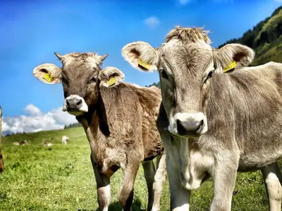 Tiere in der Pension oder in der Nähe