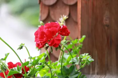 Ein Garten an der Unterkunft Romantikhus