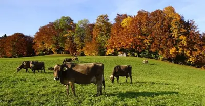 Tiere in der Ferienwohnung oder in der Nähe