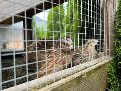 Tiere in der Ferienwohnung oder in der Nähe