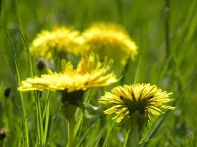 Ein Garten an der Unterkunft Bizau 361
