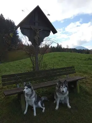Haustiere von Gästen der Unterkunft Wohnung Rheintal im Alpenvorland