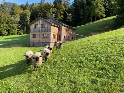 Tiere im Chalet oder in der Nähe