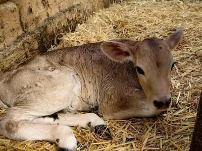 Tiere in der Ferienwohnung oder in der Nähe